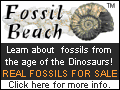 Fossil Beach