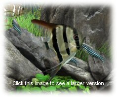 Fish Details (Click for larger image)