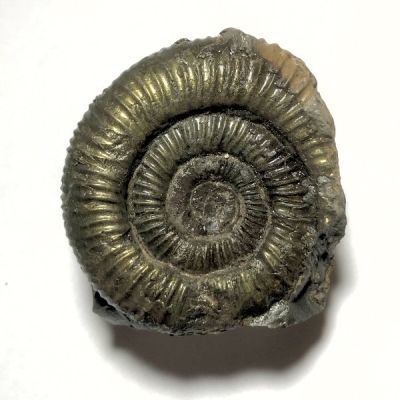 Fossil Ammonite (49mm)