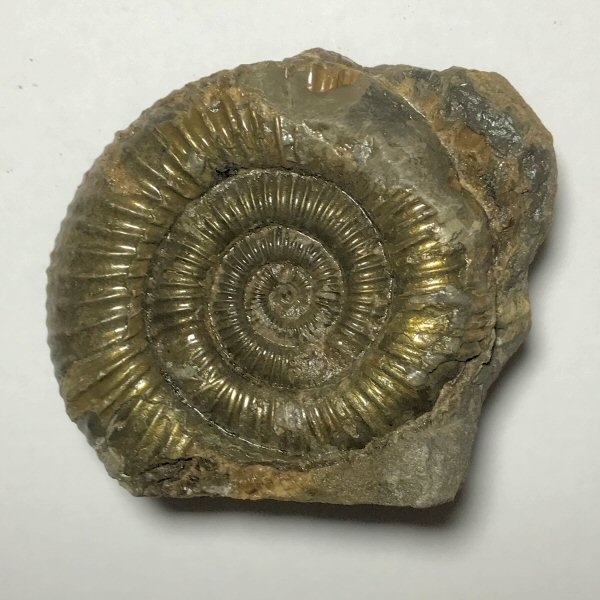 Fossil Ammonite (54mm)