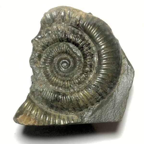 Fossil Ammonite (55mm)