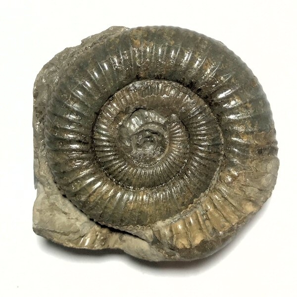 Fossil Ammonite (55mm)