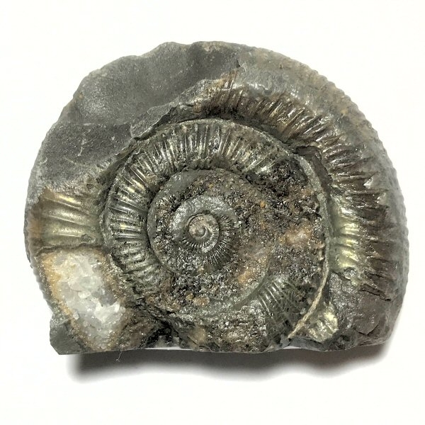 Fossil Ammonite (58mm)