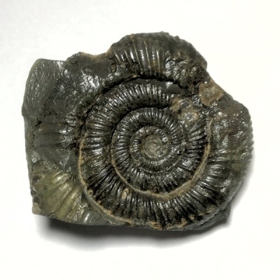 Fossil Ammonite (59mm)