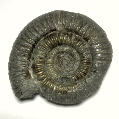 Fossil Ammonite (75mm)