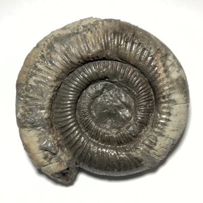 Fossil Ammonite (77mm)